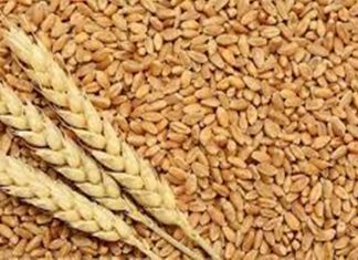 गहू उत्पादक राज्यांमध्ये उन्हाळ्याचा कोणताही विपरीत परिणाम अद्याप झाला नसल्याचं केंद्रसरकारचं स्पष्टीकरण