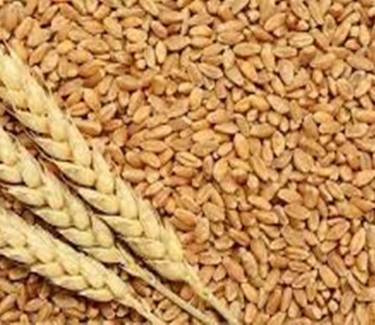 गहू उत्पादक राज्यांमध्ये उन्हाळ्याचा कोणताही विपरीत परिणाम अद्याप झाला नसल्याचं केंद्रसरकारचं स्पष्टीकरण