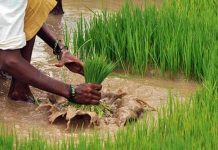 पेरण्या लांबल्याने शेतकरी चिंतेत