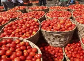 महाराष्ट्र, आंध्र प्रदेश आणि कर्नाटकातून तत्काळ टोमॅटो खरेदीचे केंद्राचे निर्देश