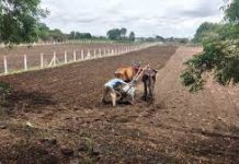 राज्यात आतापर्यंत २० लाख ६० हजार हेक्टर क्षेत्रावर खरीपाच्या पेरण्या पूर्ण