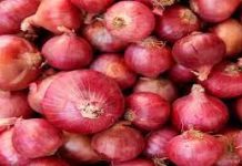 NCCF ला प्रत्येकी एक लाख मेट्रिक टन कांदा खरेदीचा केंद्र सरकारचा आदेश