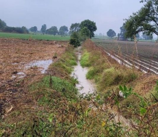 राज्यात अवकाळी पावसानं ३ लाख ९३ हजार हेक्टरपेक्षा जास्त क्षेत्रावरच्या पिकांचं नुकसान