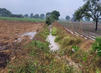 महाराष्ट्रातील काही जिल्ह्यांमध्ये अवकाळी पावसामुळे फळपिकांचं नुकसान
